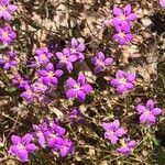 Spergularia purpurea Blüte