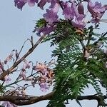 Jacaranda mimosifoliaFlower