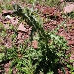 Cirsium edule Fulla