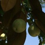 Chrysophyllum cainito Fruto