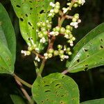 Miconia ciliata পাতা