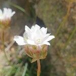 Armeria leucocephala 花