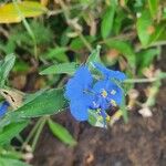 Commelina latifolia Çiçek