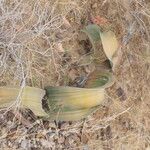 Welwitschia mirabilis Blatt