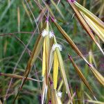 Helictochloa pratensis Drugo