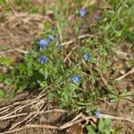 Veronica triphyllos Flower