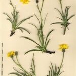 Crepis jacquinii Other