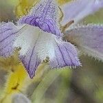 Orobanche nana Кветка