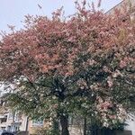 Malus spectabilis Alkat (teljes növény)