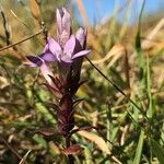 Gentianella germanica Blomma