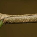 Pseudopiptadenia psilostachya Diğer