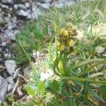 Chamorchis alpina Blüte