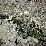 Saxifraga caesia Fula