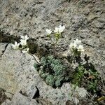 Saxifraga caesia Õis