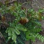 Caesalpinia bonduc Blad