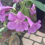 Bignonia magnifica Flower