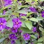 Solanum laciniatum Кветка