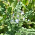 Anchusa arvensis Žiedas