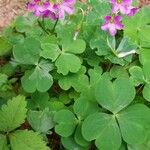 Oxalis debilis Folla