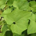 Sechium edule Φύλλο