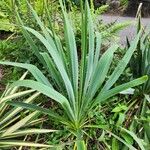 Yucca filamentosaഇല