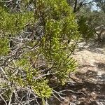Juniperus monosperma Folha