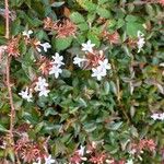 Abelia x grandiflora Flor