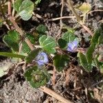 Veronica hederifolia Çiçek