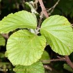 Rubus andegavensis Blad