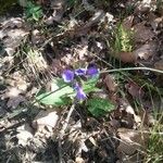 Pulmonaria longifoliaVirág