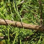 Pinus virginiana Bark