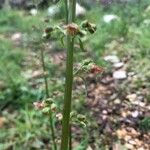 Scrophularia lucida Flower