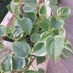 Peperomia scandens Leaf