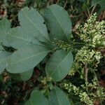 Trichilia prieuriana Fleur