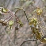 Gomphocarpus filiformis 花