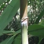 Phyllostachys sulphurea Bark