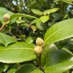 Camellia sasanqua Leaf