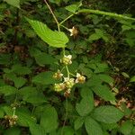 Rubus nessensis Flower