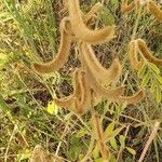 Tephrosia villosa Fruit