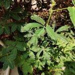 Mimosa pudicaLeaf