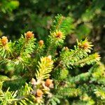 Picea orientalis Fruit