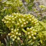 Crithmum maritimum Květ