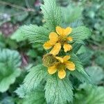 Geum macrophyllumFiore