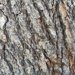 Pinus echinata Corteza