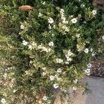 Iberis semperflorens Yeri