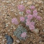 Eriogonum ovalifolium Hábito