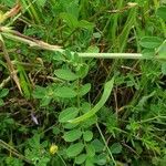 Coronilla varia Folla