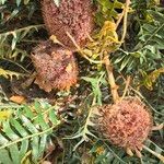 Banksia blechnifolia