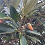 Lithocarpus edulis Ліст