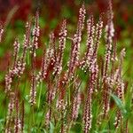 Bistorta amplexicaulis Floare